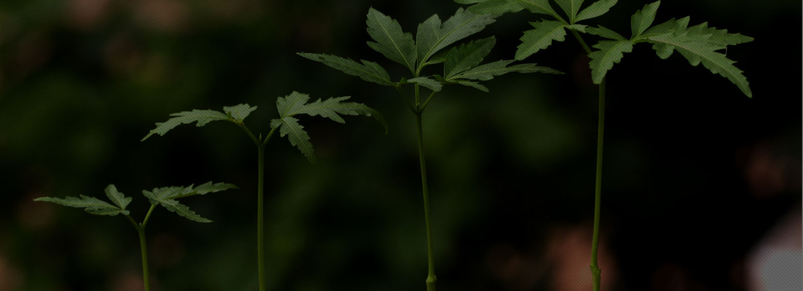 Start Small Grow Big